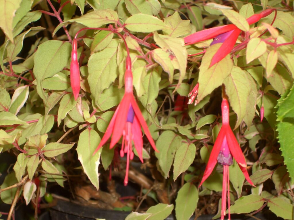 Magellanica Versico